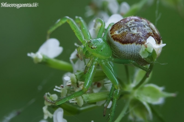 Green crab spider - Diaea dorsata  | Fotografijos autorius : Gintautas Steiblys | © Macronature.eu | Macro photography web site