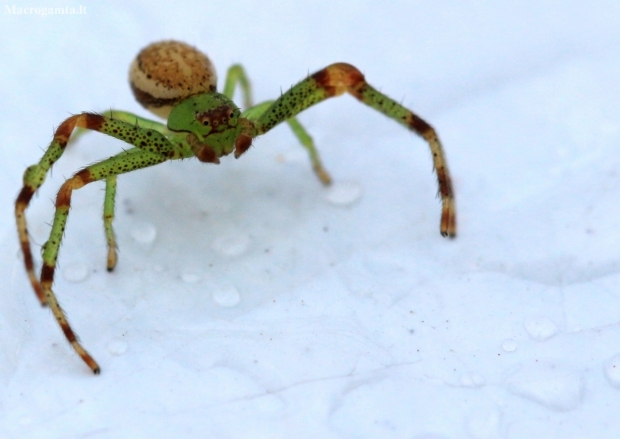Green crab spider - Diaea dorsata | Fotografijos autorius : Ramunė Vakarė | © Macronature.eu | Macro photography web site