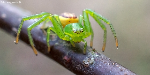 Green crab spider - Diaea dorsata | Fotografijos autorius : Oskaras Venckus | © Macronature.eu | Macro photography web site