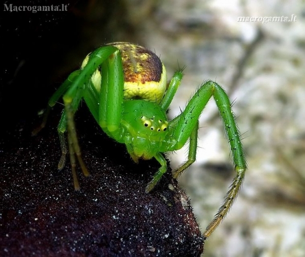 Green crab spider - Diaea dorsata | Fotografijos autorius : Romas Ferenca | © Macronature.eu | Macro photography web site