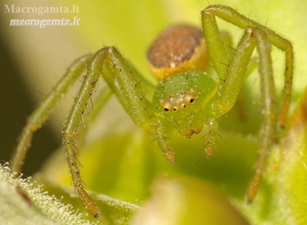 Green crab spider - Diaea dorsata | Fotografijos autorius : Vilius Grigaliūnas | © Macronature.eu | Macro photography web site