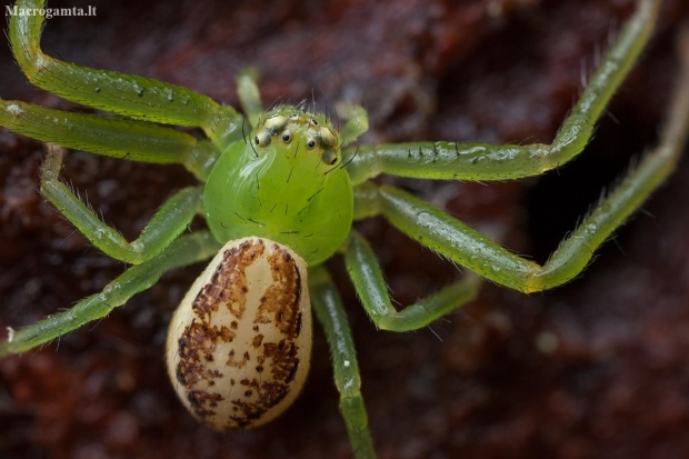 Green crab spider - Diaea dorsata | Fotografijos autorius : Žilvinas Pūtys | © Macronature.eu | Macro photography web site