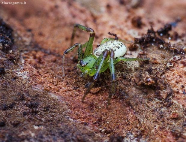 Green crab spider - Diaea dorsata | Fotografijos autorius : Kazimieras Martinaitis | © Macronature.eu | Macro photography web site