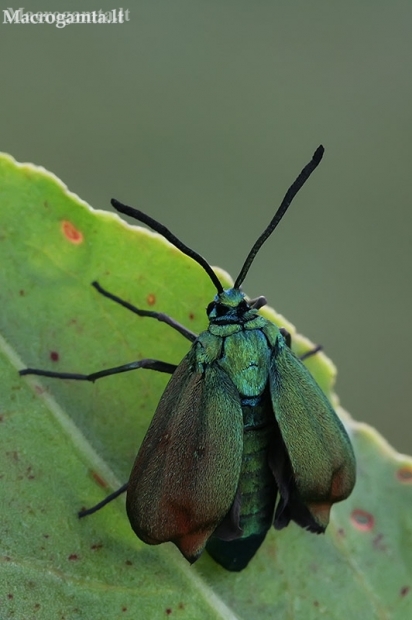 Green forester moth - Adscita statices | Fotografijos autorius : Gintautas Steiblys | © Macronature.eu | Macro photography web site