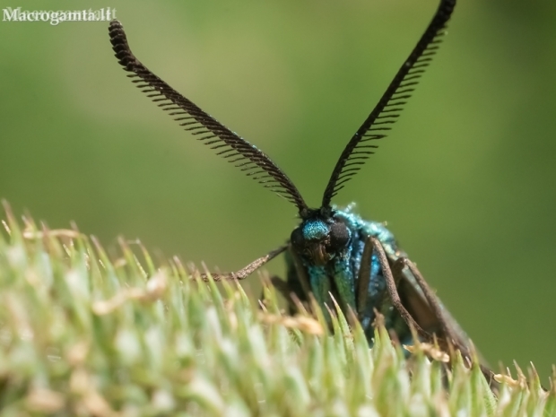 Green forester moth - Adscita statices | Fotografijos autorius : Oskaras Venckus | © Macronature.eu | Macro photography web site