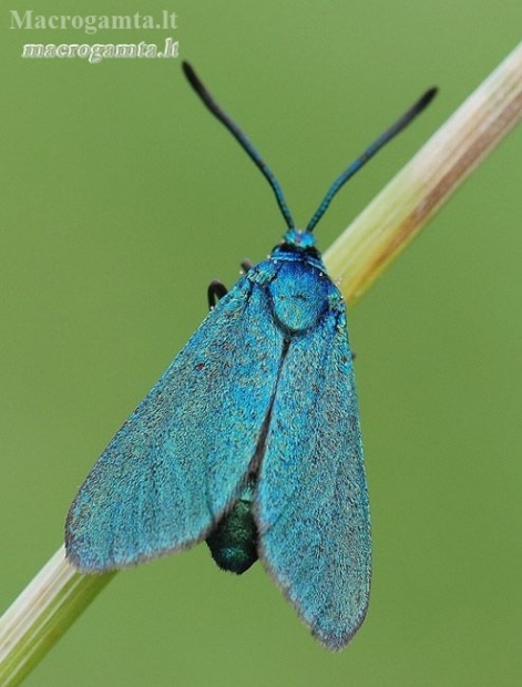 Green forester moth - Adscita statices | Fotografijos autorius : Arūnas Eismantas | © Macronature.eu | Macro photography web site