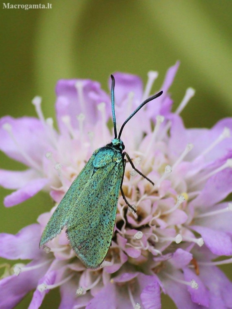 Green forester moth - Adscita statices | Fotografijos autorius : Vidas Brazauskas | © Macronature.eu | Macro photography web site