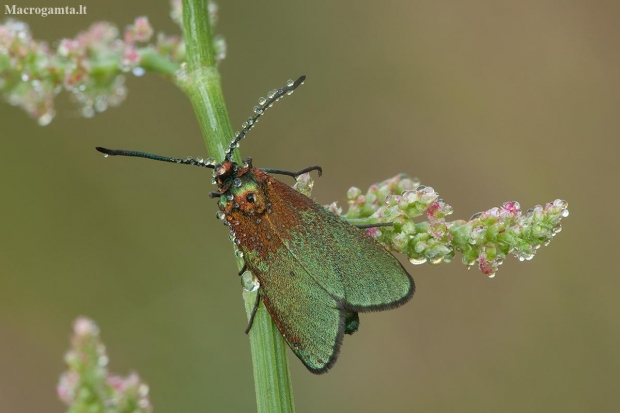 Green forester moth - Adscita statices | Fotografijos autorius : Žilvinas Pūtys | © Macronature.eu | Macro photography web site
