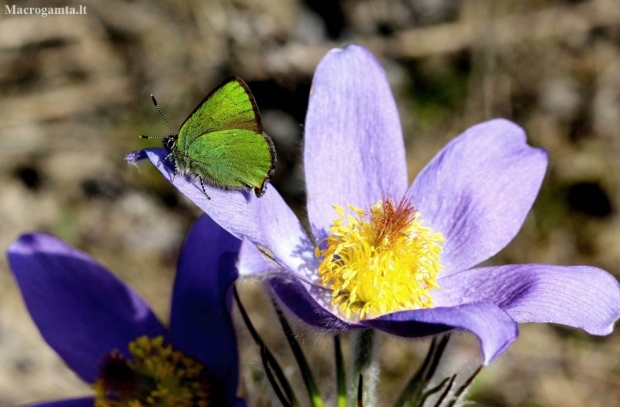 Žalsvasis varinukas - Callophrys rubi  | Fotografijos autorius : Radvilė Markevičiūtė | © Macronature.eu | Macro photography web site