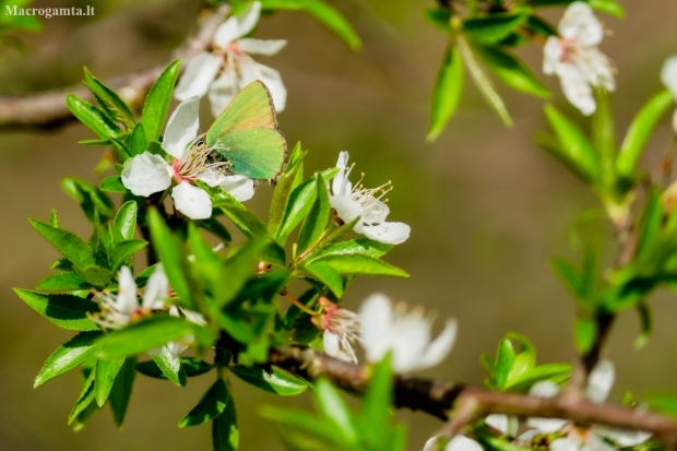 Žalsvasis varinukas - Callophrys rubi | Fotografijos autorius : Gitana Matijošaitienė | © Macronature.eu | Macro photography web site