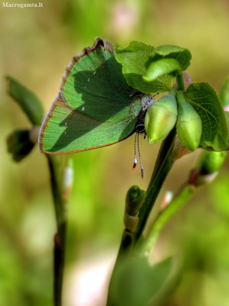 Žalsvasis varinukas - Callophrys rubi | Fotografijos autorius : Vidas Brazauskas | © Macronature.eu | Macro photography web site