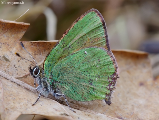 Žalsvasis varinukas - Callophrys rubi | Fotografijos autorius : Romas Ferenca | © Macronature.eu | Macro photography web site