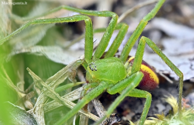 Green huntsman spider - Micrommata virescens ♂ | Fotografijos autorius : Kazimieras Martinaitis | © Macrogamta.lt | Šis tinklapis priklauso bendruomenei kuri domisi makro fotografija ir fotografuoja gyvąjį makro pasaulį.