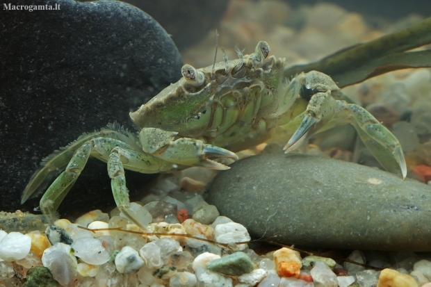 Green shore crab - Carcinus maenas, juv.  | Fotografijos autorius : Gintautas Steiblys | © Macronature.eu | Macro photography web site