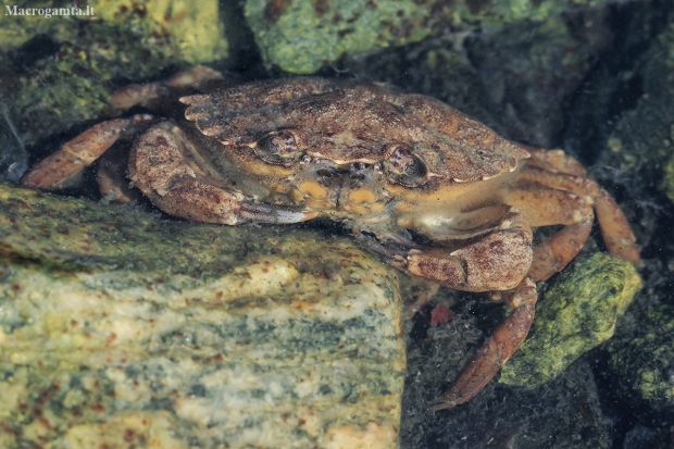 Green shore crab - Carcinus maenas | Fotografijos autorius : Gintautas Steiblys | © Macronature.eu | Macro photography web site