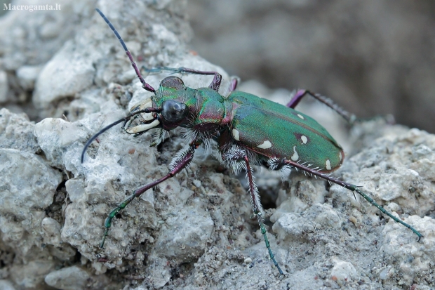 Green tiger beetle - Cicindela campestris | Fotografijos autorius : Gintautas Steiblys | © Macronature.eu | Macro photography web site