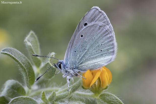 Green-underside Blue - Glaucopsyche alexis ♂ | Fotografijos autorius : Žilvinas Pūtys | © Macronature.eu | Macro photography web site