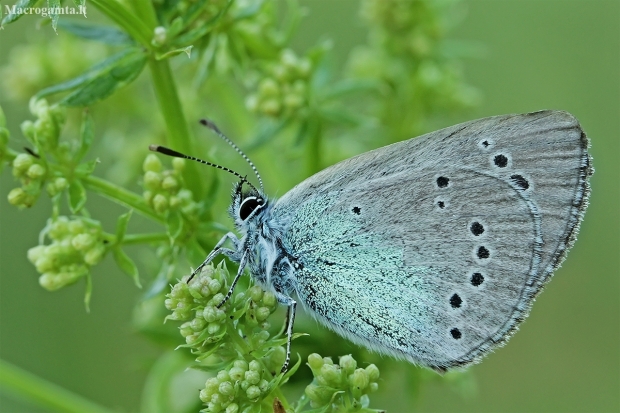Green-underside Blue - Glaucopsyche alexis | Fotografijos autorius : Gintautas Steiblys | © Macronature.eu | Macro photography web site