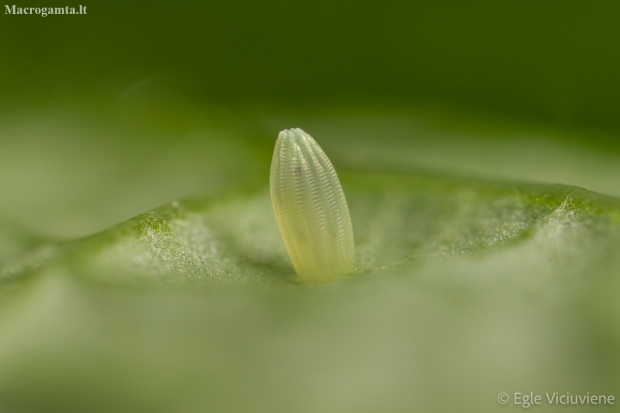 Green-veined White - Pieris napi, egg | Fotografijos autorius : Eglė Vičiuvienė | © Macronature.eu | Macro photography web site