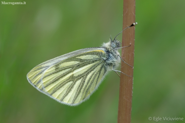 Griežtinis baltukas - Pieris napi | Fotografijos autorius : Eglė Vičiuvienė | © Macronature.eu | Macro photography web site
