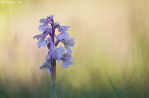 Green-winged Orchid - Anacamptis morio | Fotografijos autorius : Zita Gasiūnaitė | © Macronature.eu | Macro photography web site