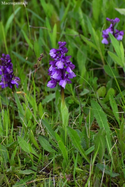 Green-winged Orchid - Anacamptis morio | Fotografijos autorius : Jogaila Mackevičius | © Macronature.eu | Macro photography web site