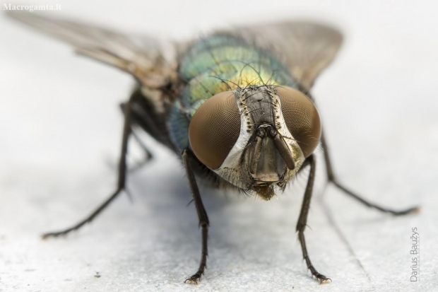 Greenbottle fly | Lucilia sp. | Fotografijos autorius : Darius Baužys | © Macronature.eu | Macro photography web site