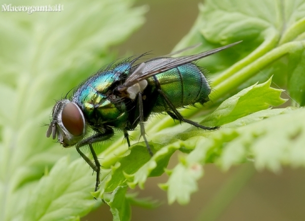 Greenbottle fly - Lucilia sp.  | Fotografijos autorius : Romas Ferenca | © Macronature.eu | Macro photography web site