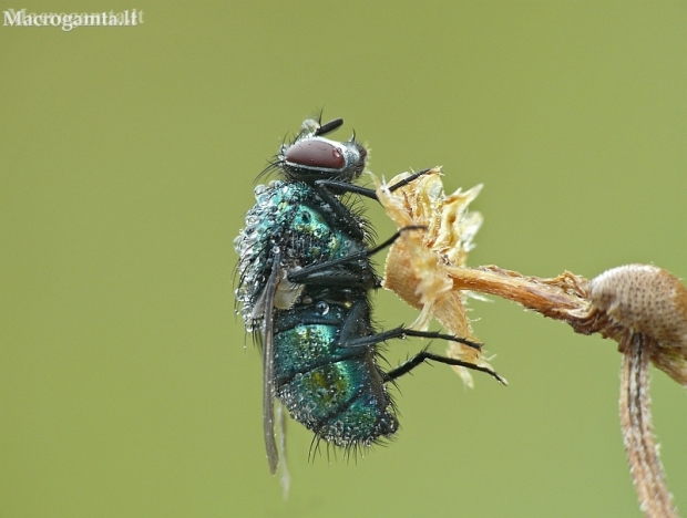Greenbottle fly - Lucilia sp. | Fotografijos autorius : Aivaras Markauskas | © Macronature.eu | Macro photography web site