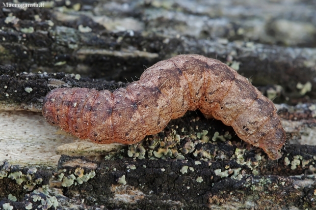 Grey Arches - Polia nebulosa, caterpillar | Fotografijos autorius : Gintautas Steiblys | © Macronature.eu | Macro photography web site