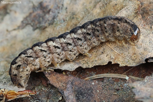 Grey Arches - Polia nebulosa, caterpillar | Fotografijos autorius : Gintautas Steiblys | © Macronature.eu | Macro photography web site