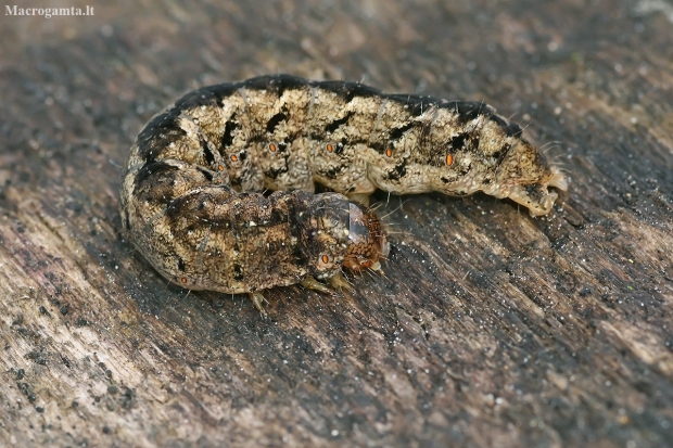 Grey Arches - Polia nebulosa, caterpillar | Fotografijos autorius : Gintautas Steiblys | © Macronature.eu | Macro photography web site