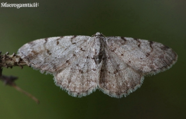 Grey Birch - Aethalura punctulata | Fotografijos autorius : Deividas Makavičius | © Macronature.eu | Macro photography web site