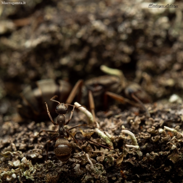 Grey Field Ant - Formica cinerea | Fotografijos autorius : Mindaugas Leliunga | © Macronature.eu | Macro photography web site