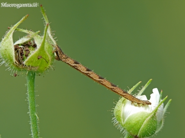 Grey pug - Eupithecia subfuscata, caterpillar | Fotografijos autorius : Darius Baužys | © Macronature.eu | Macro photography web site