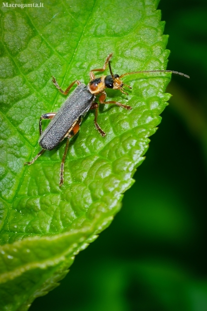 Grey sailor beetle | Cantharis nigricans | Fotografijos autorius : Darius Baužys | © Macronature.eu | Macro photography web site