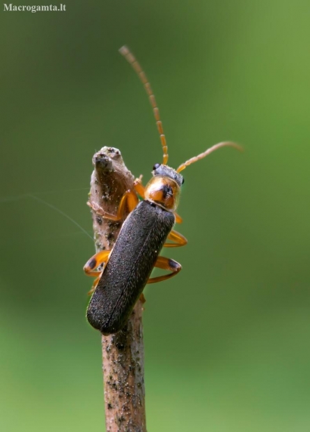 Grey sailor beetle - Cantharis nigricans | Fotografijos autorius : Romas Ferenca | © Macronature.eu | Macro photography web site