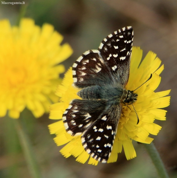 Grizzled Skipper - Pyrgus malvae | Fotografijos autorius : Ramunė Vakarė | © Macronature.eu | Macro photography web site