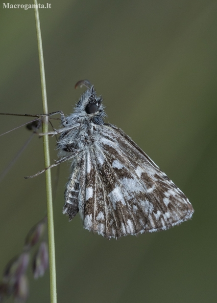 Grizzled Skipper - Pyrgus malvae | Fotografijos autorius : Žilvinas Pūtys | © Macronature.eu | Macro photography web site