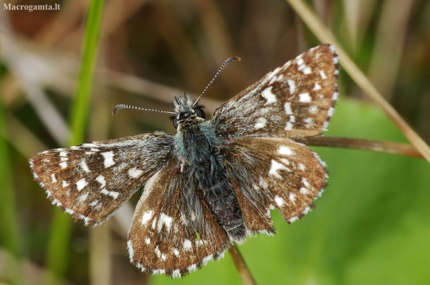 Grizzled Skipper - Pyrgus malvae | Fotografijos autorius : Nomeda Vėlavičienė | © Macronature.eu | Macro photography web site