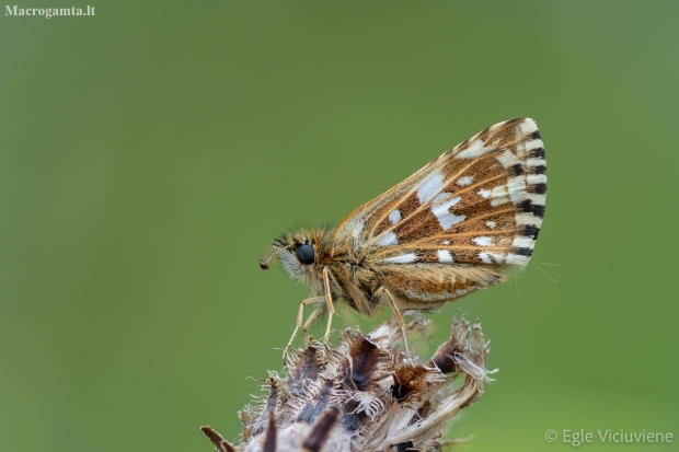 Grizzled Skipper - Pyrgus malvae | Fotografijos autorius : Eglė Vičiuvienė | © Macronature.eu | Macro photography web site