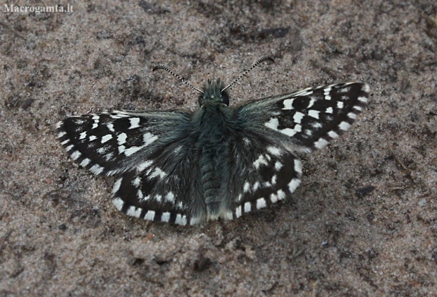 Grizzled Skipper - Pyrgus malvae | Fotografijos autorius : Vytautas Gluoksnis | © Macronature.eu | Macro photography web site