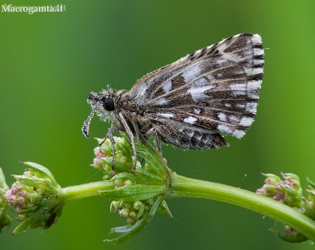 Grizzled Skipper - Pyrgus malvae | Fotografijos autorius : Žilvinas Pūtys | © Macronature.eu | Macro photography web site