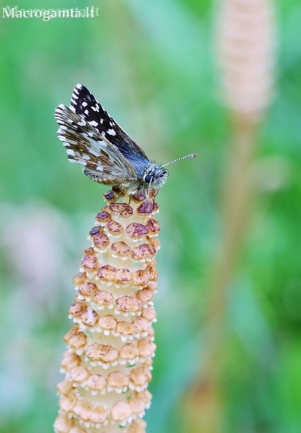 Grizzled Skipper - Pyrgus malvae | Fotografijos autorius : Gediminas Gražulevičius | © Macronature.eu | Macro photography web site