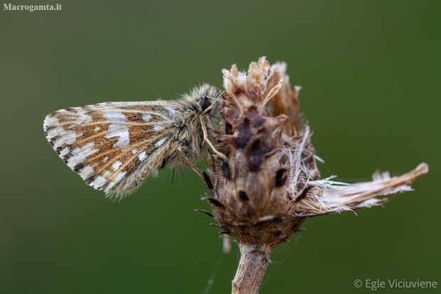 Grizzled Skipper - Pyrgus malvae | Fotografijos autorius : Eglė Vičiuvienė | © Macronature.eu | Macro photography web site