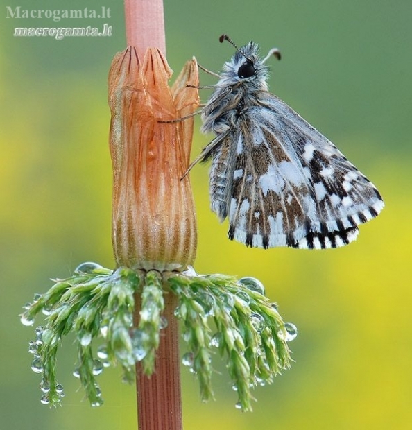 Mažoji hesperija - Pyrgus malvae | Fotografijos autorius : Arūnas Eismantas | © Macronature.eu | Macro photography web site