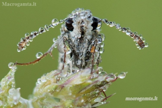 Mažoji hesperija - Pyrgus malvae | Fotografijos autorius : Arūnas Eismantas | © Macronature.eu | Macro photography web site