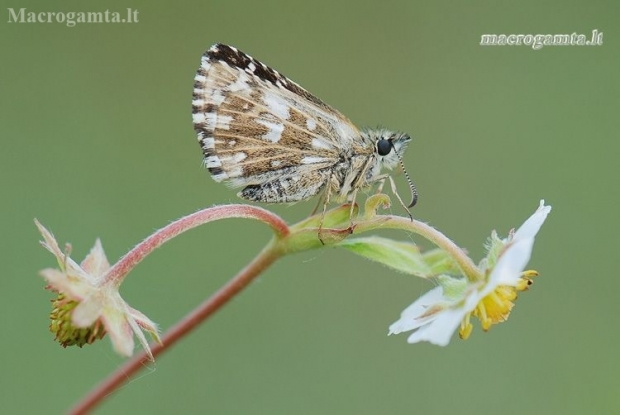 Mažoji hesperija - Pyrgus malvae | Fotografijos autorius : Arūnas Eismantas | © Macronature.eu | Macro photography web site