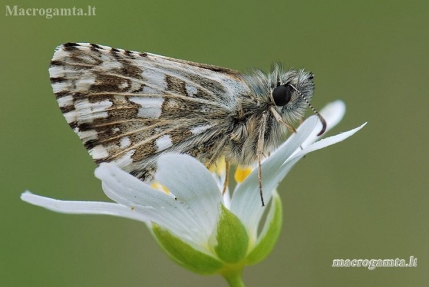 Mažoji hesperija - Pyrgus malvae | Fotografijos autorius : Arūnas Eismantas | © Macronature.eu | Macro photography web site