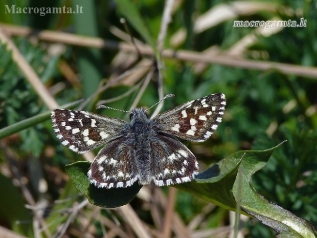 Grizzled Skipper - Pyrgus malvae | Fotografijos autorius : Darius Baužys | © Macronature.eu | Macro photography web site